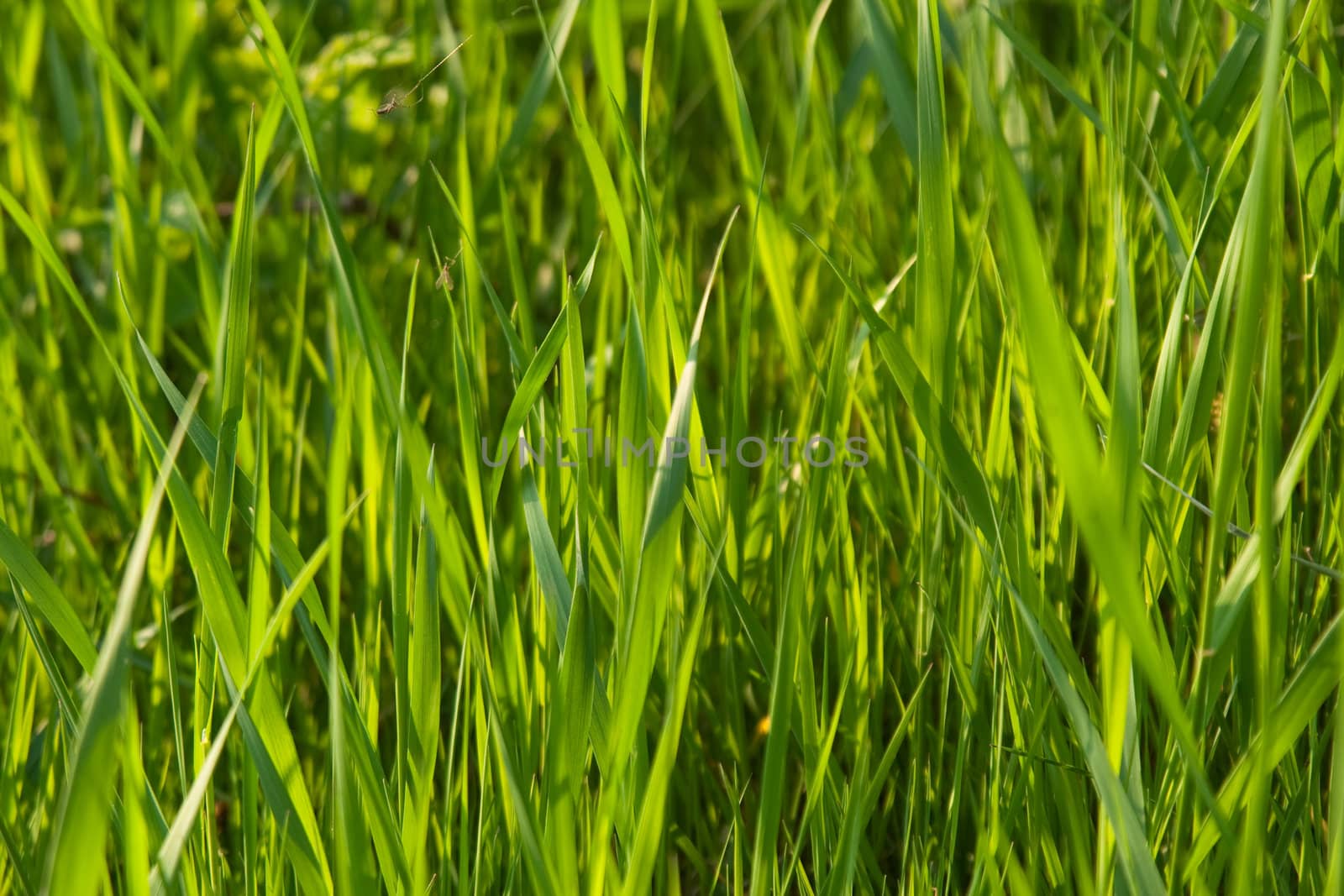 Grass by vtorous