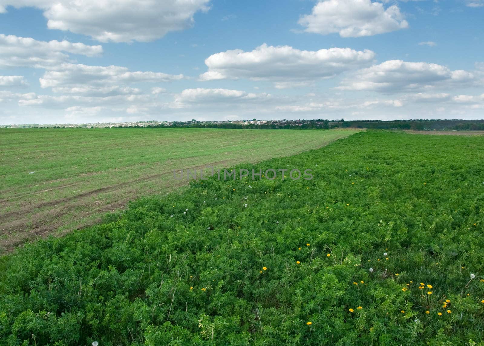 Field and sky with clouds