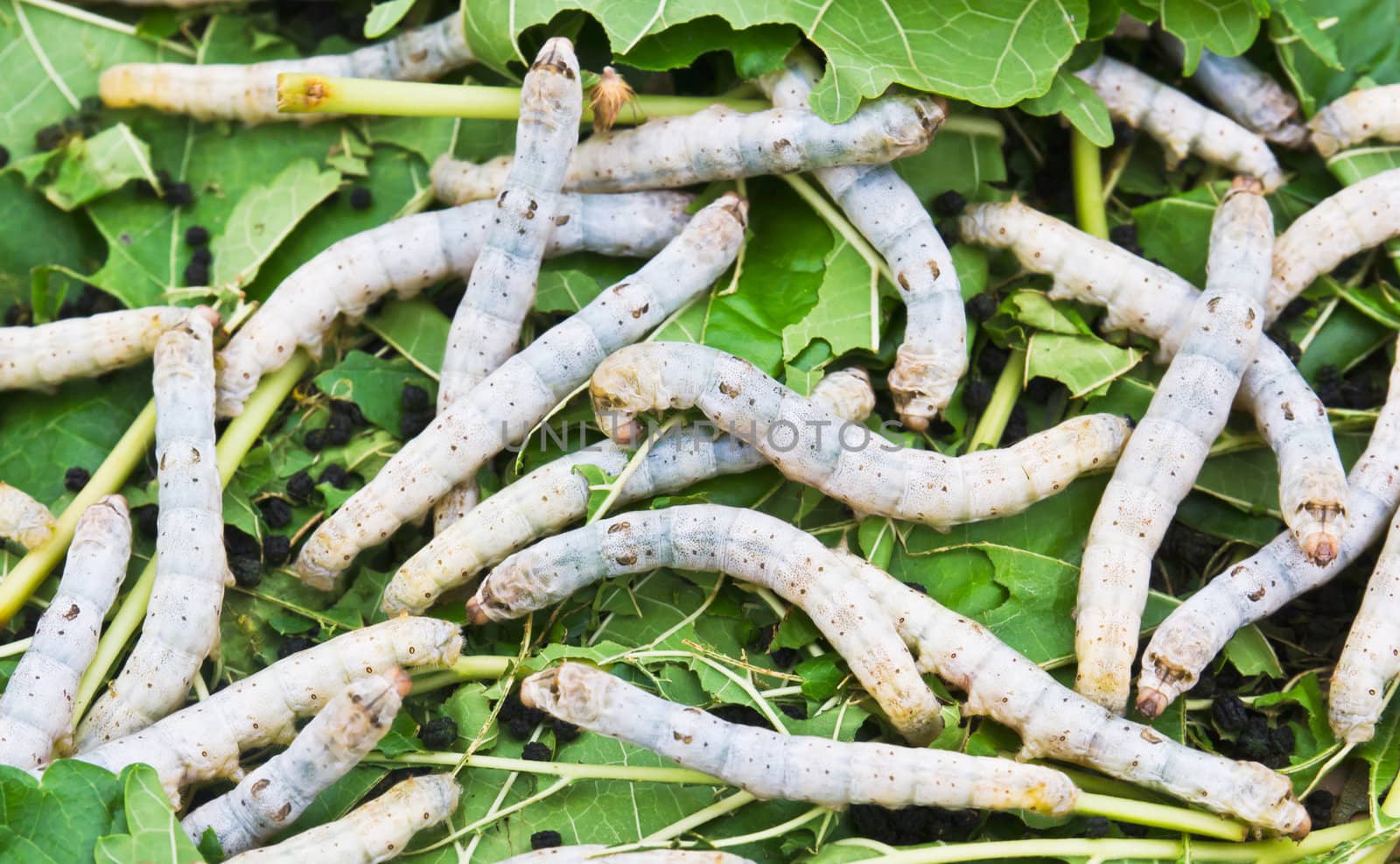 Silk worm eating mulberry leaf by stoonn