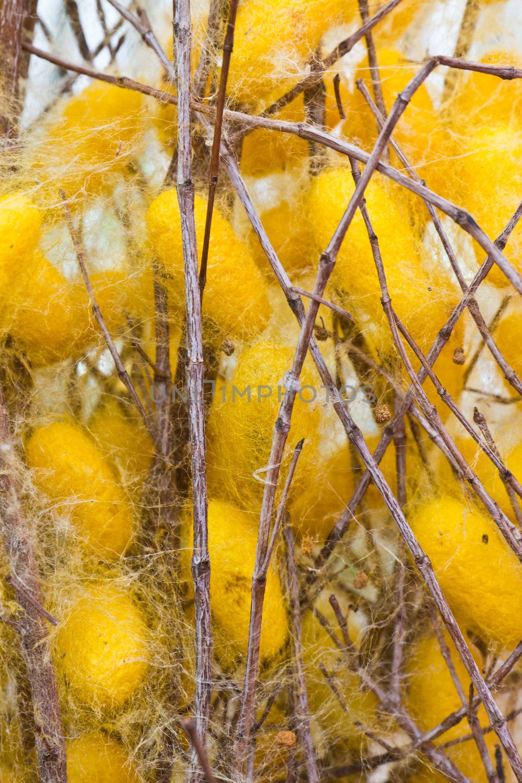 Silk worms nest on dry twigs