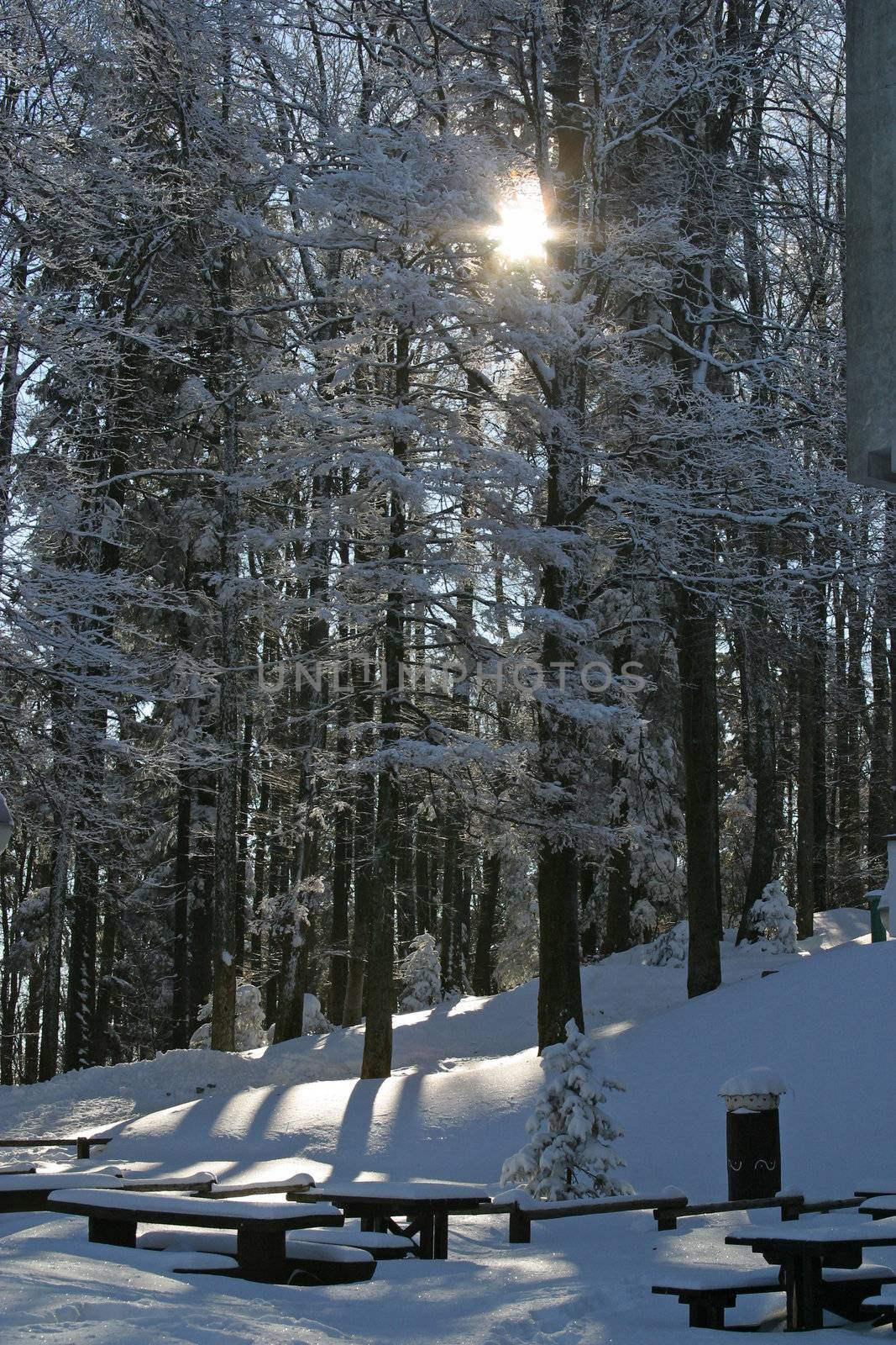 Winter landscape trees under snow