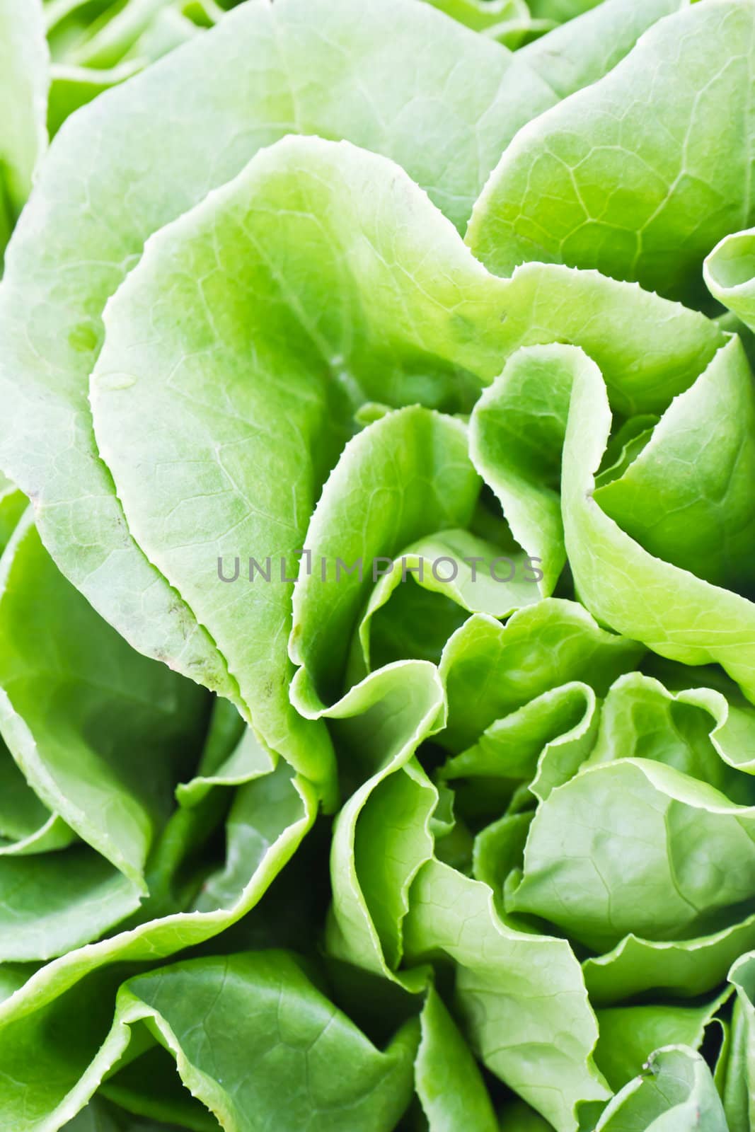 Close-up view of fresh green  leaves of lettuce