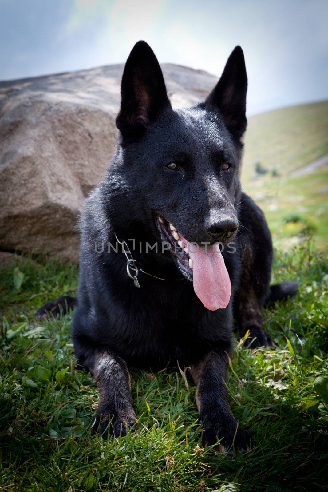 Black German Shepherd - Italian Alps