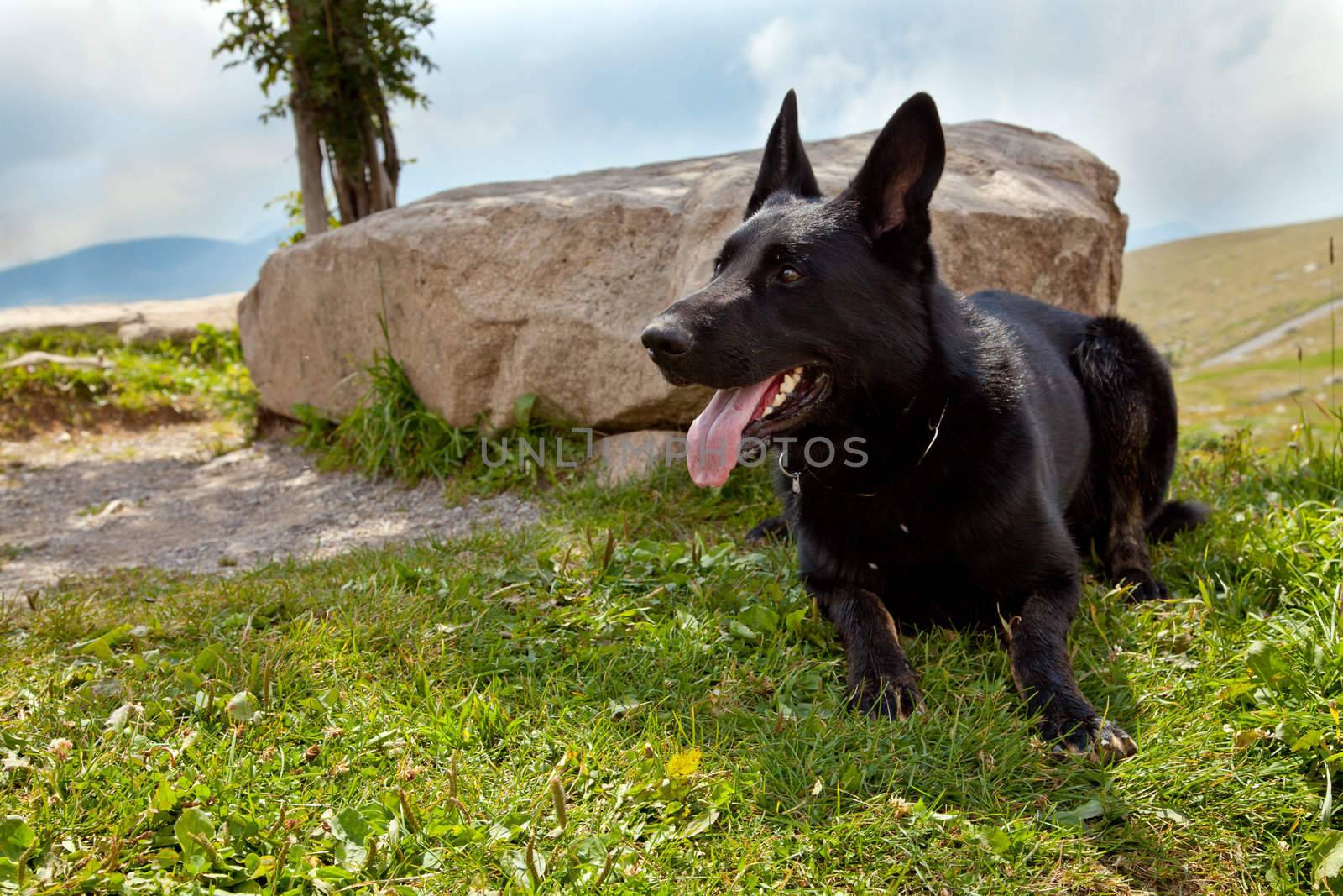 Black German Shepherd - Italian Apls