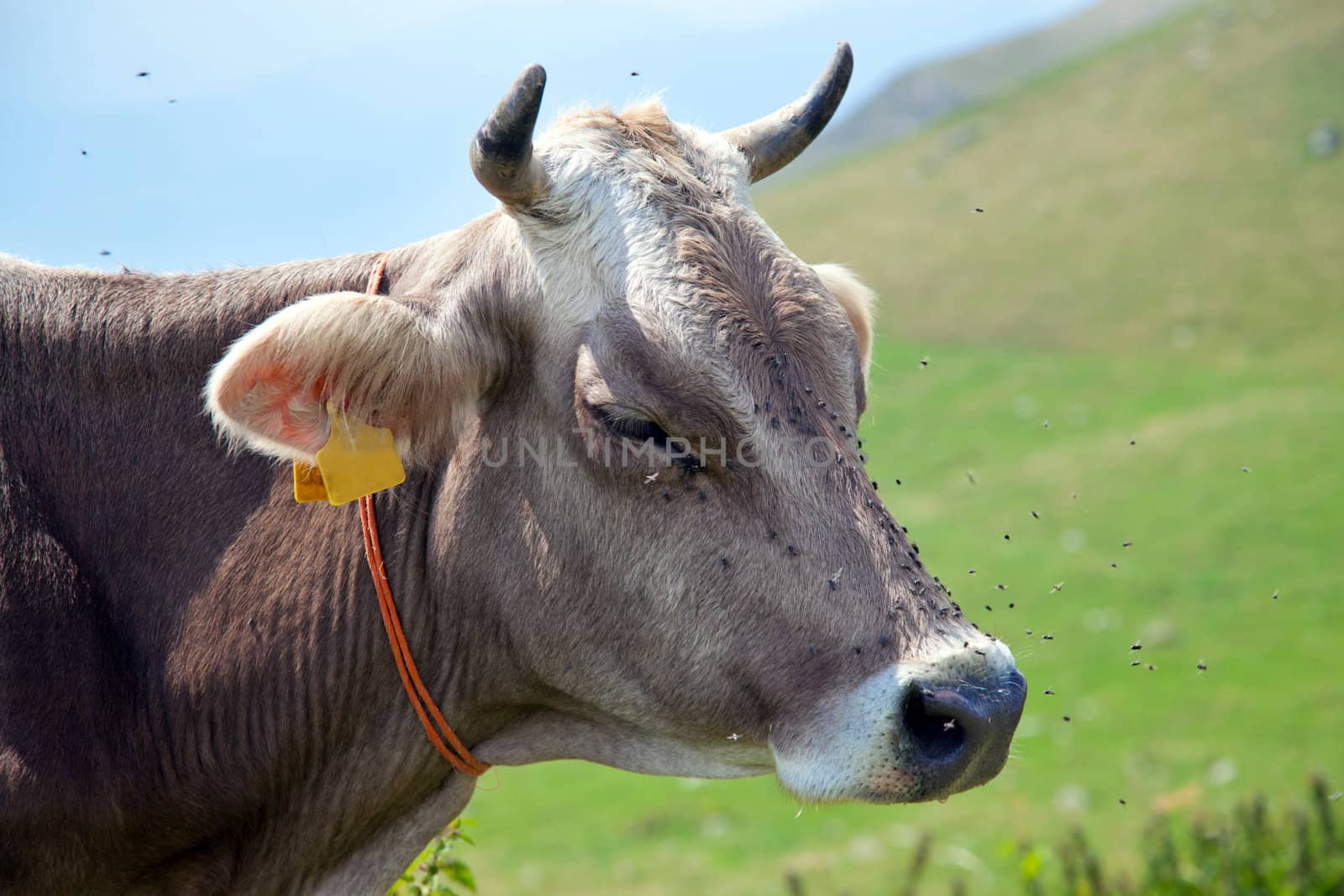 Cow with flies - italian alps