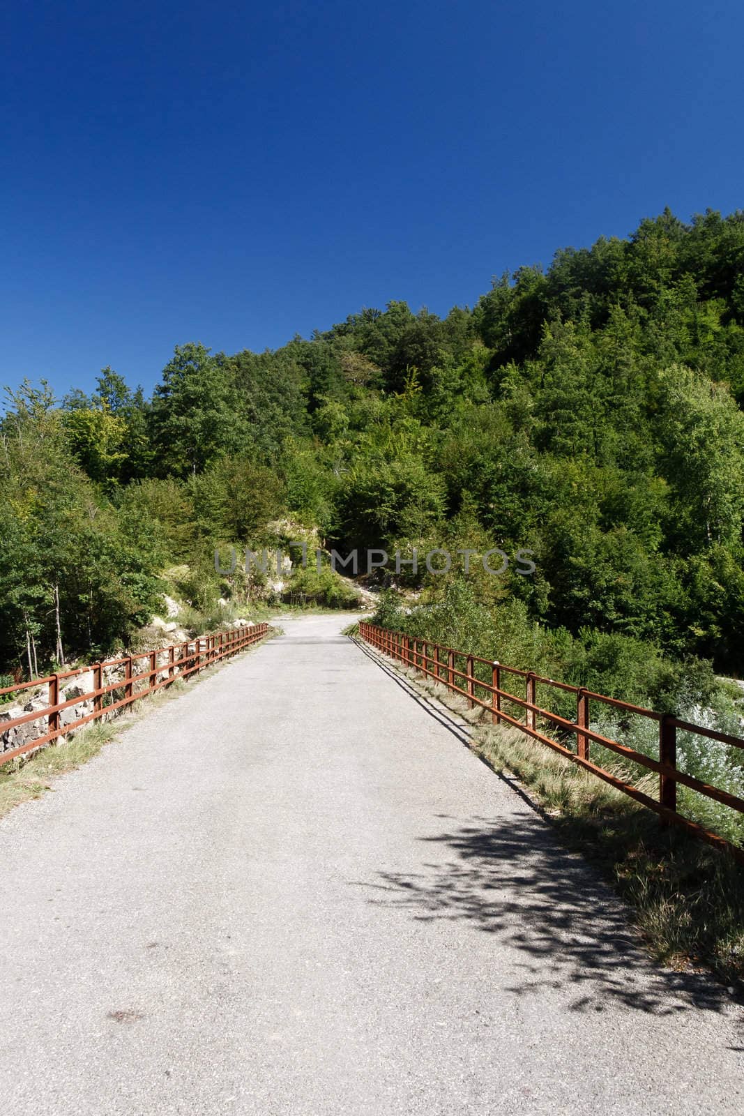 	country roadbetween trees under a bright blue sky