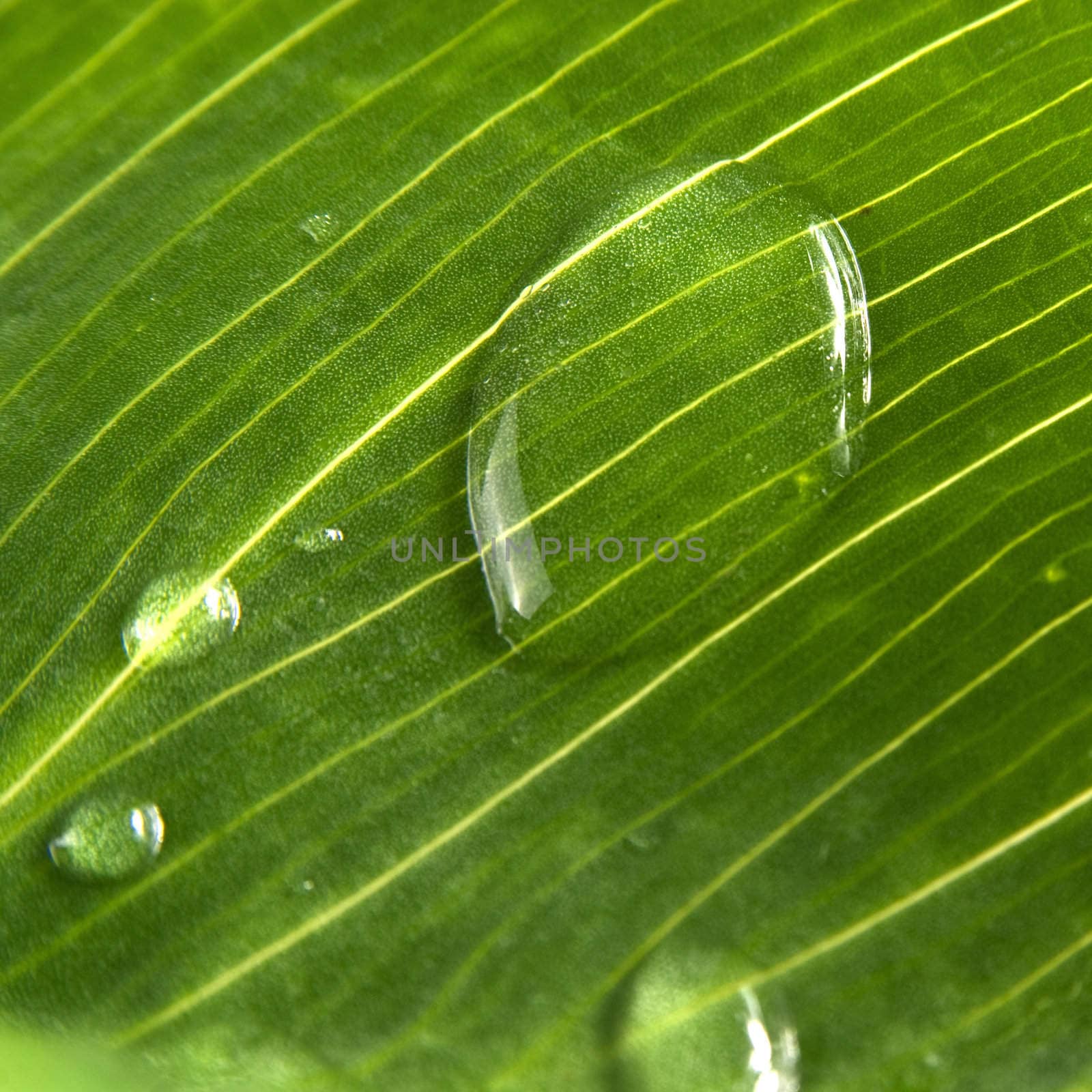 Beautiful green leaf with little water drops close up.