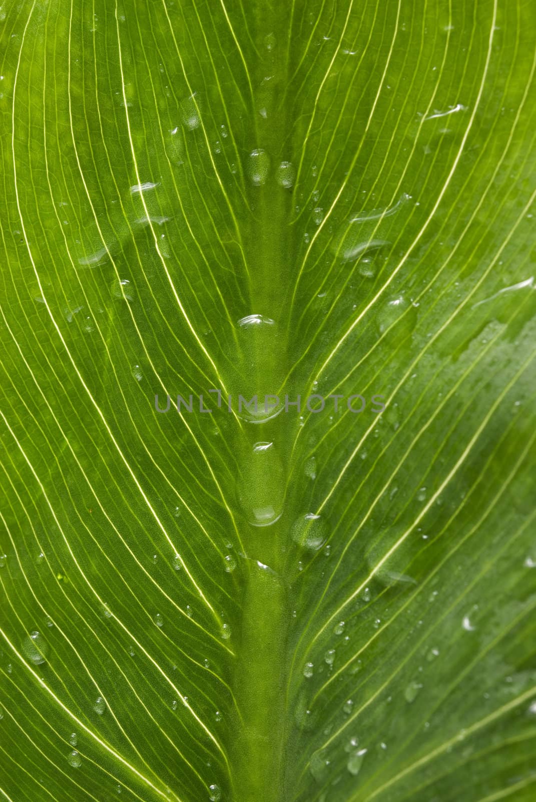 Macro green leaf with drops of water by cienpies