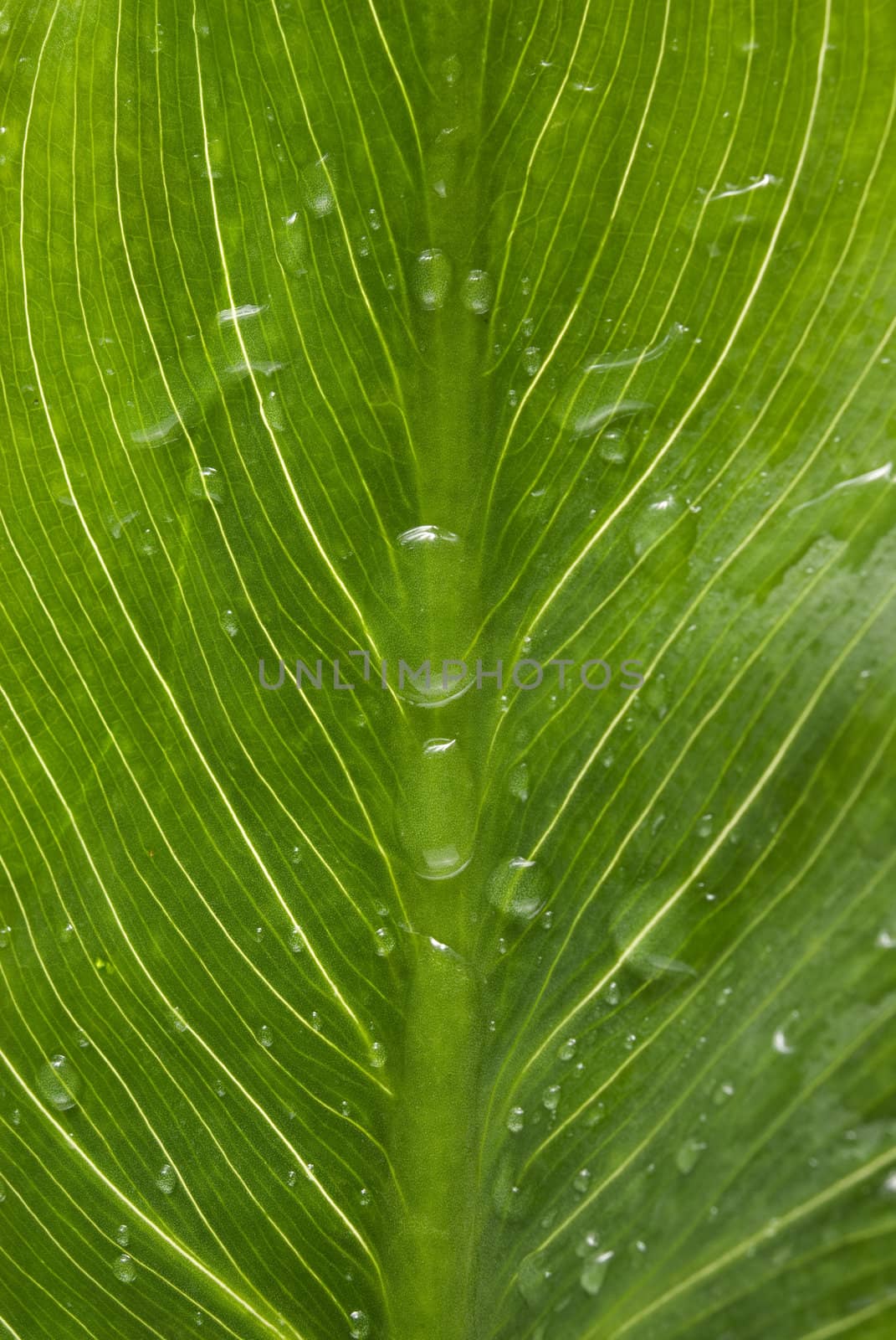 Beautiful green leaf with little water drops close up.