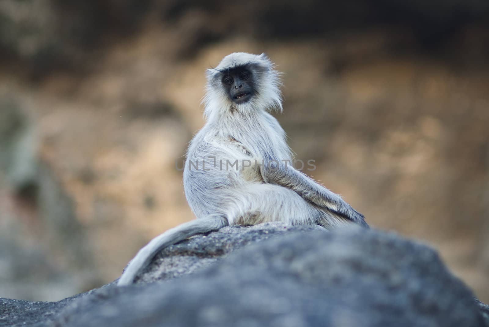 Lonely monkey sitting on big stone and looking around