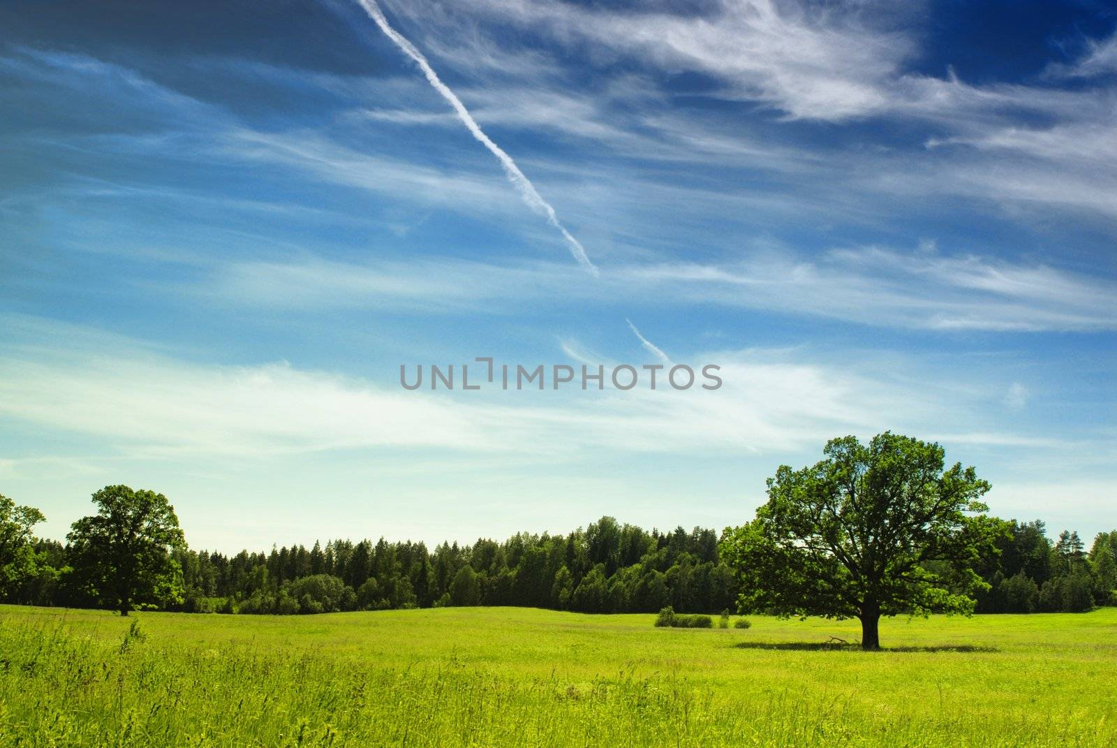 Oak tree in full leaf standing alone in a field in summer