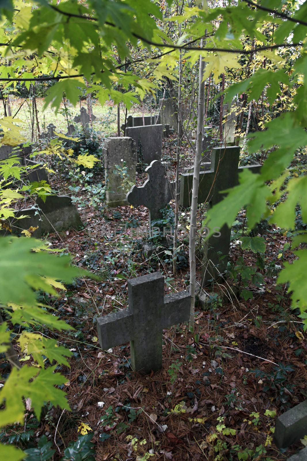 tombstones and ivy on an old catholic cemetery in The Netherlands