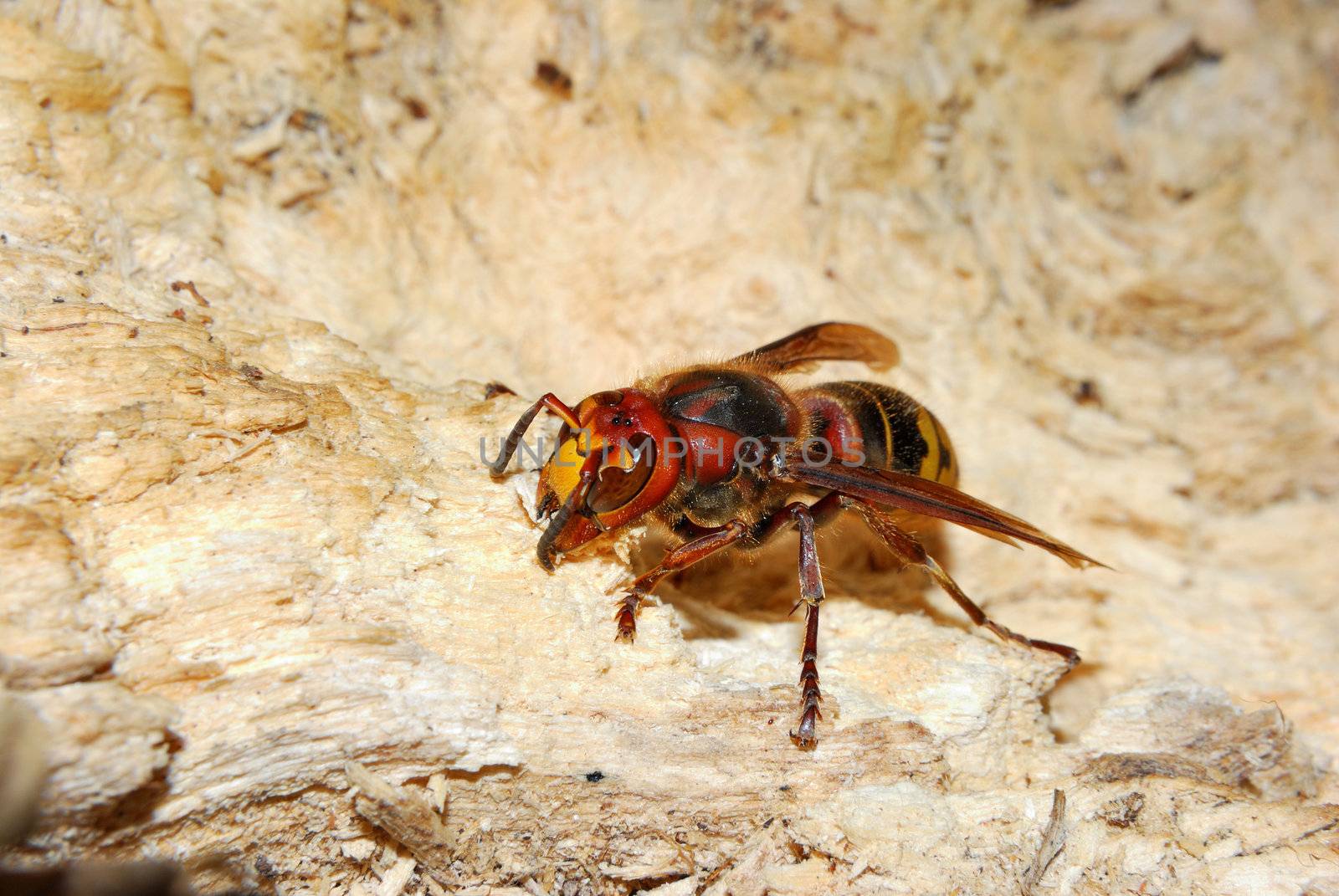 hornet on rotten tree with a meal