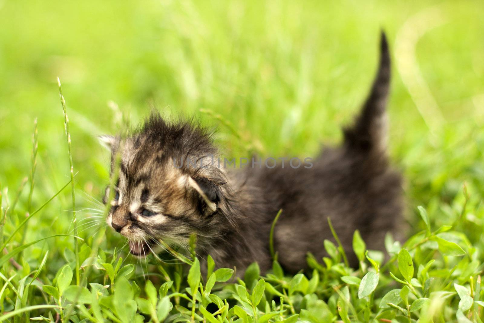 little kitten who walks on the light green grass