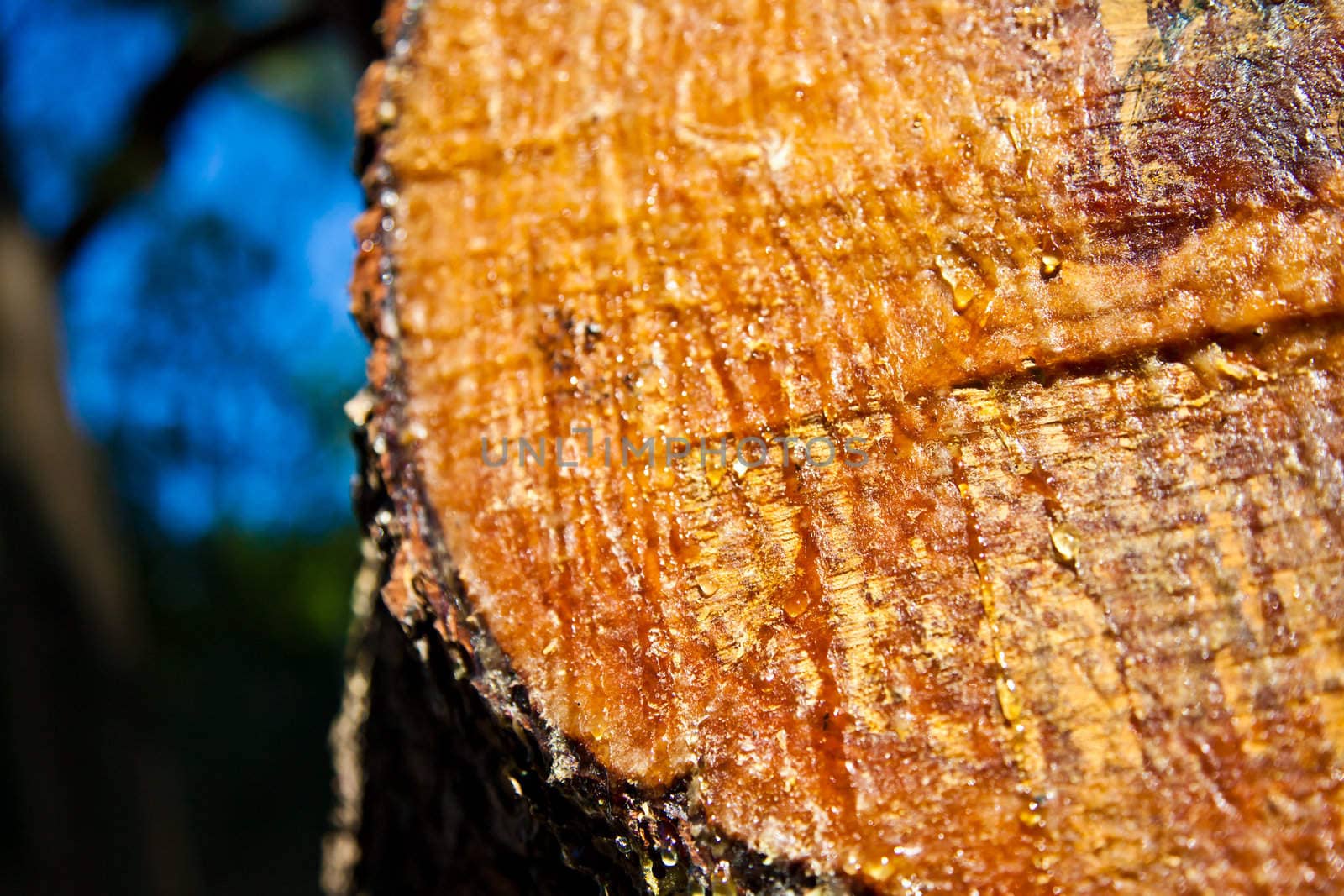 Cut wood and a lump in the woods