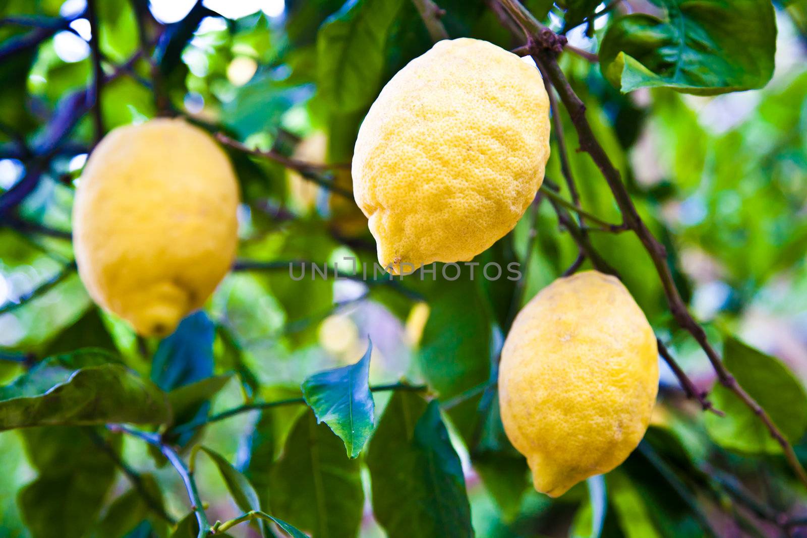 Lemon on the tree in Costiera Amalfitana, tipical Italian location for this fruit