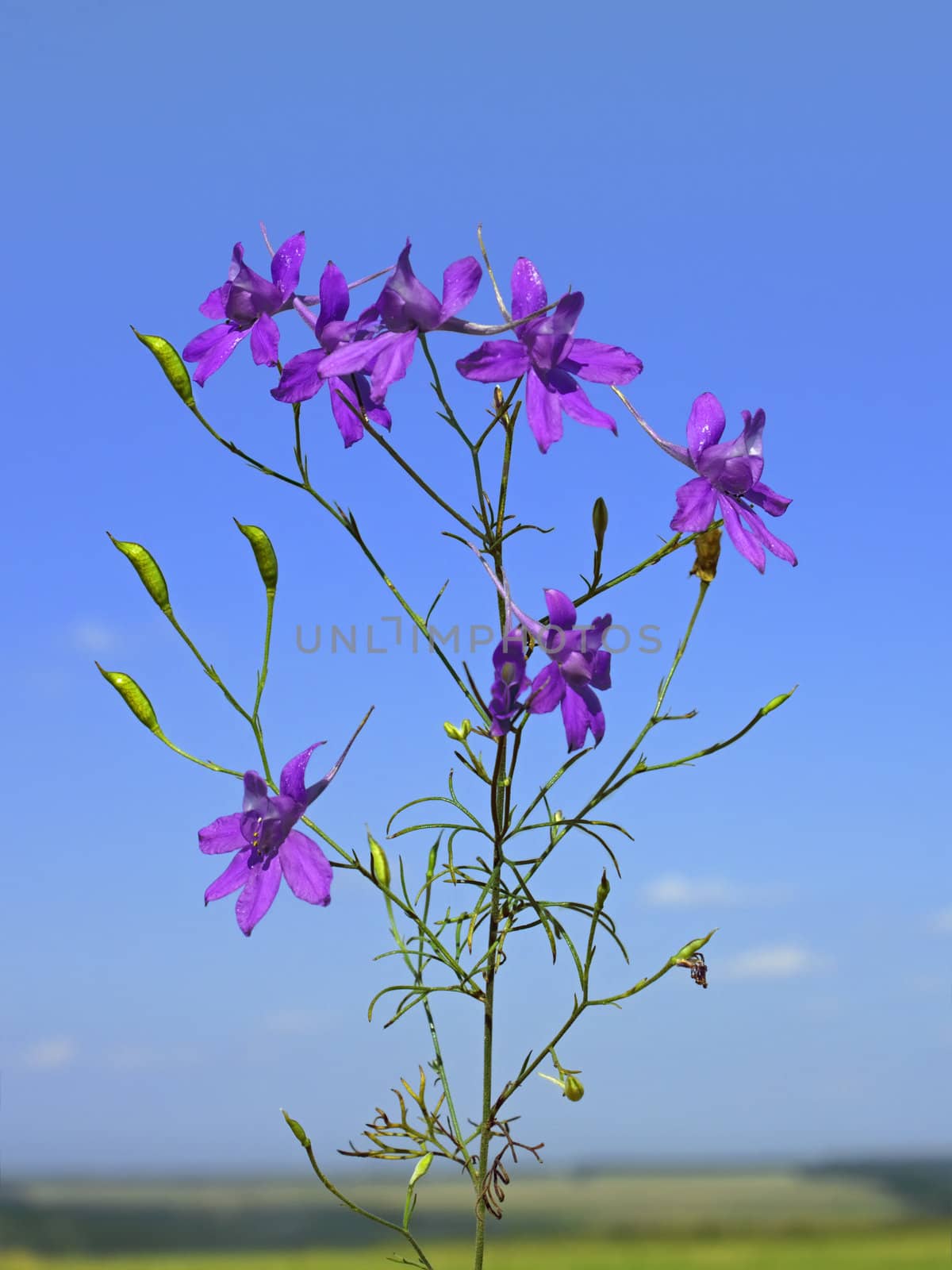 Beautiful violet flowers on the background of blue sky, sunny summer day