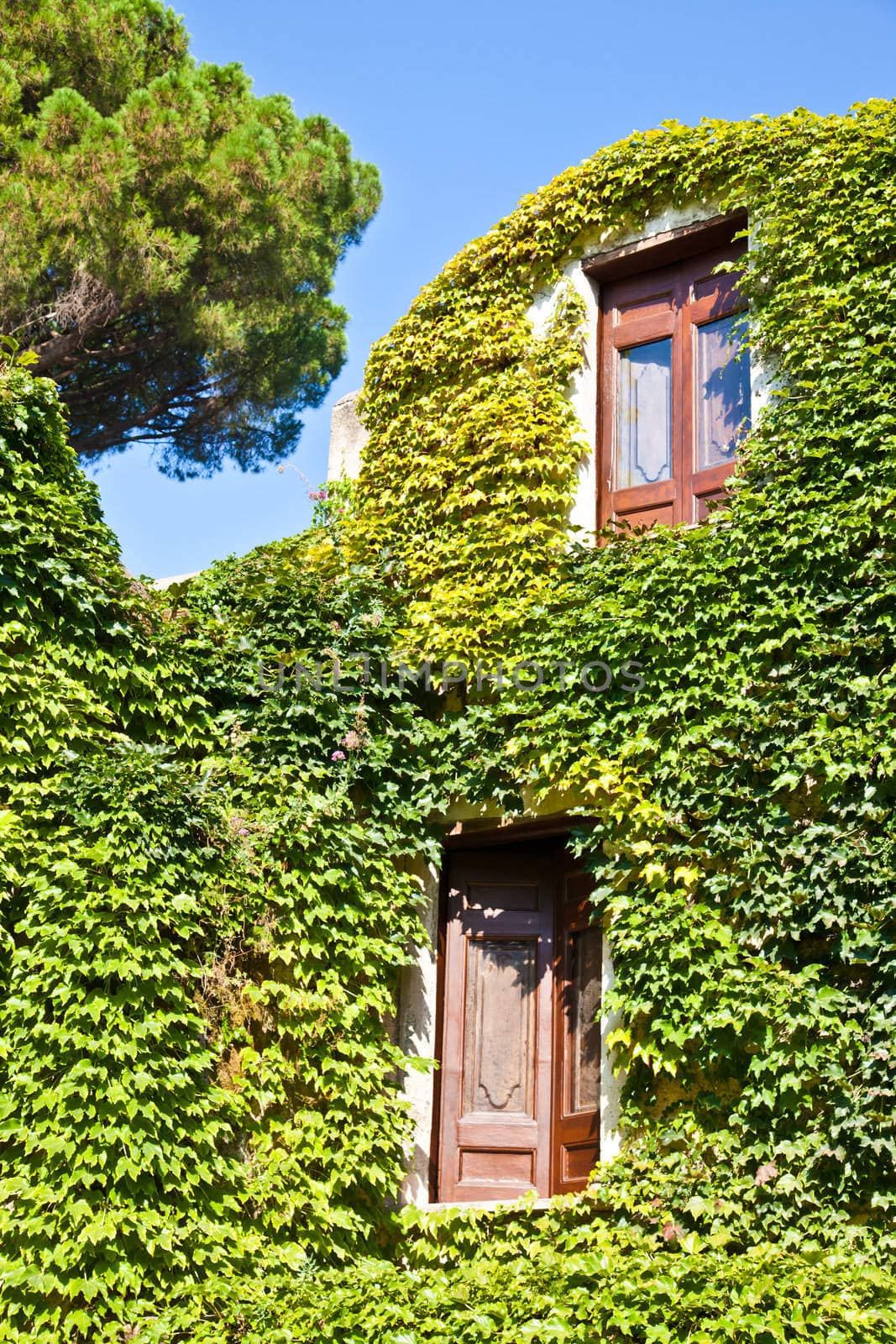 Italy - a Middle Age castle covered by ivy