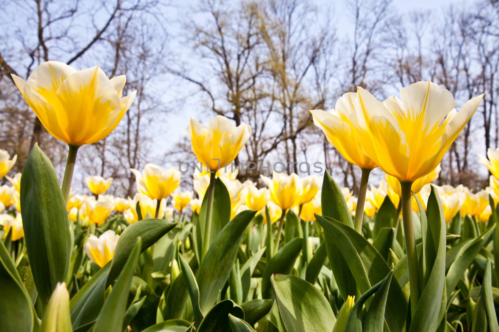 Cultivation of Darwin Hybrid Tulip Jaap Groot: yellow and white bicolor, perennial group