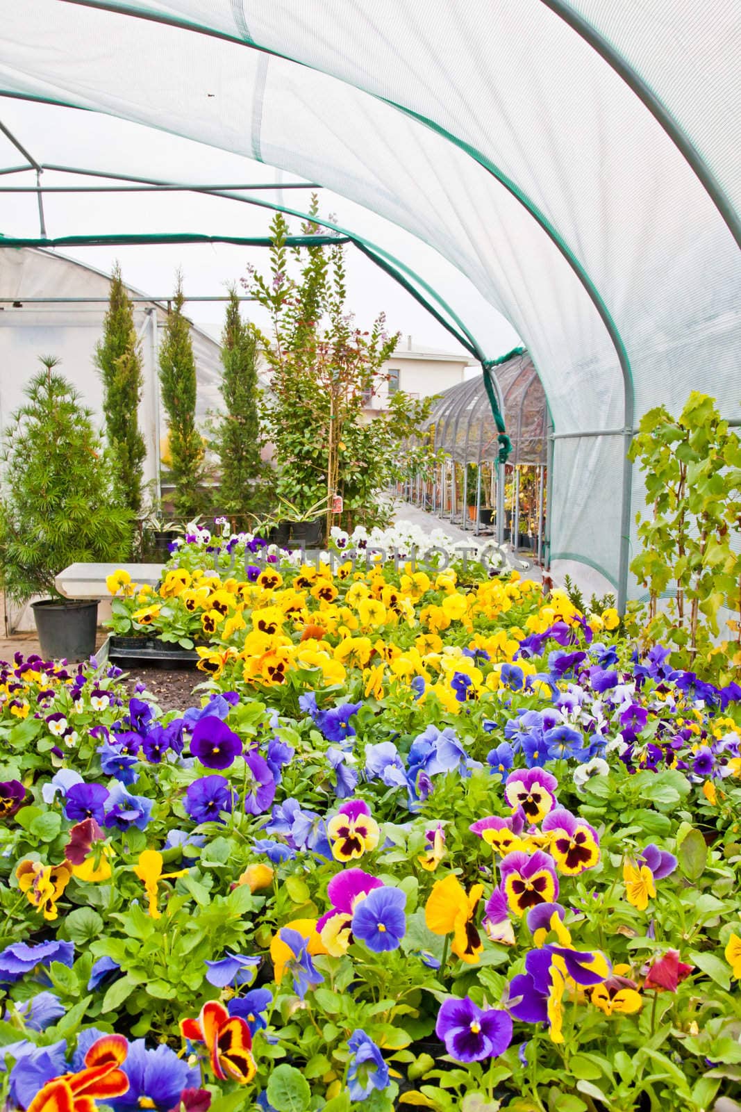 Greenhouse interior during autumn season, Piedmont, italy