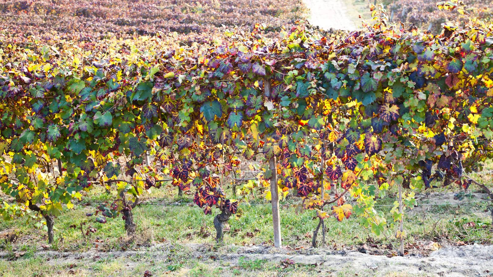 Italian vineyard of Barbera during autumn season