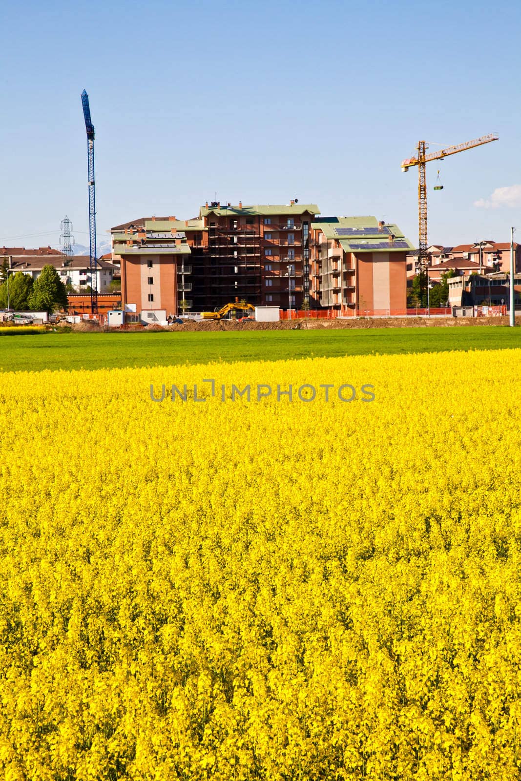 Field of yellow flowers in spring season close to the border of the city