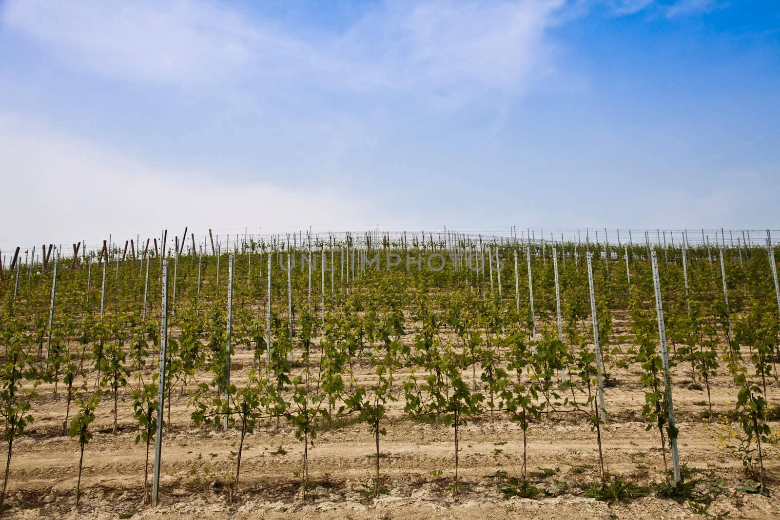 Barbera vineyard during spring season, Monferrato area, Piedmont region, Italy