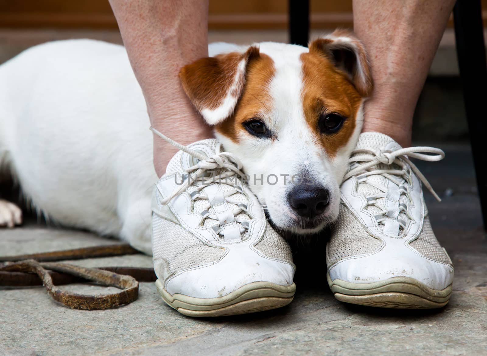 Young, cute dog looking for protection through the legs of his