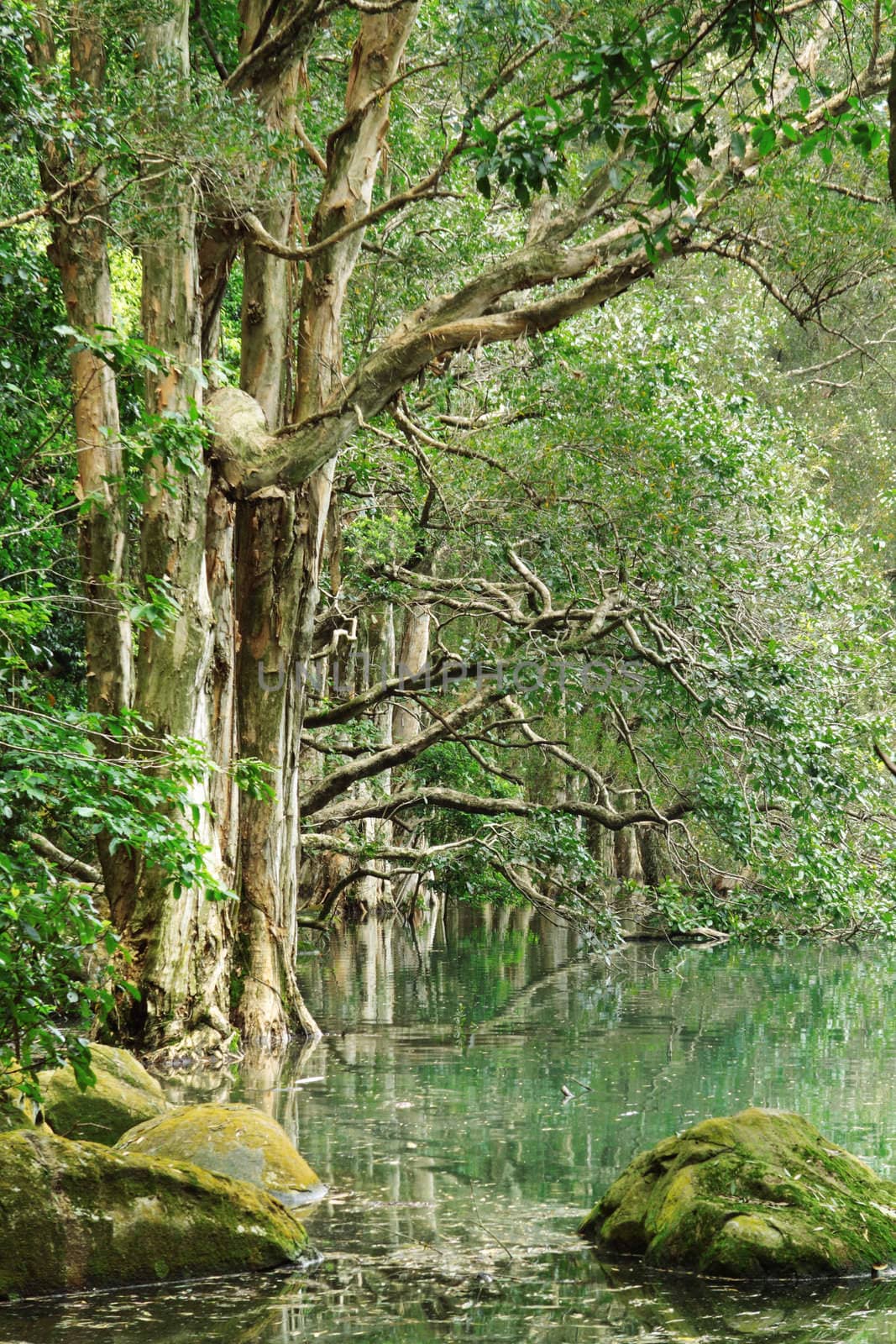 tree in water