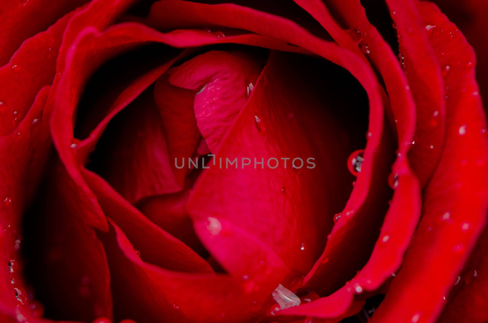 Red rose flower background, top view closeup.