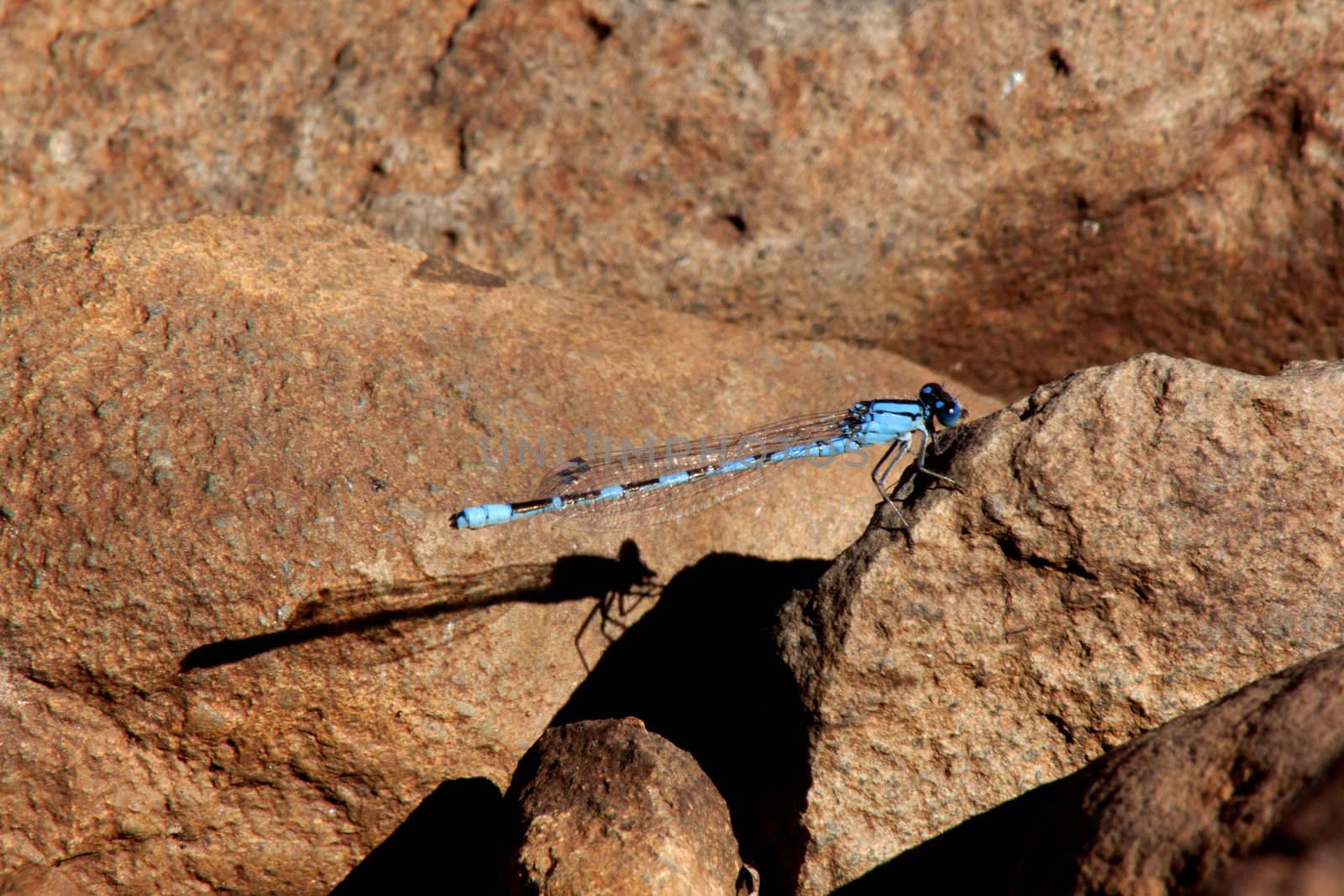 Dragonfly on red rocks by jeremywhat