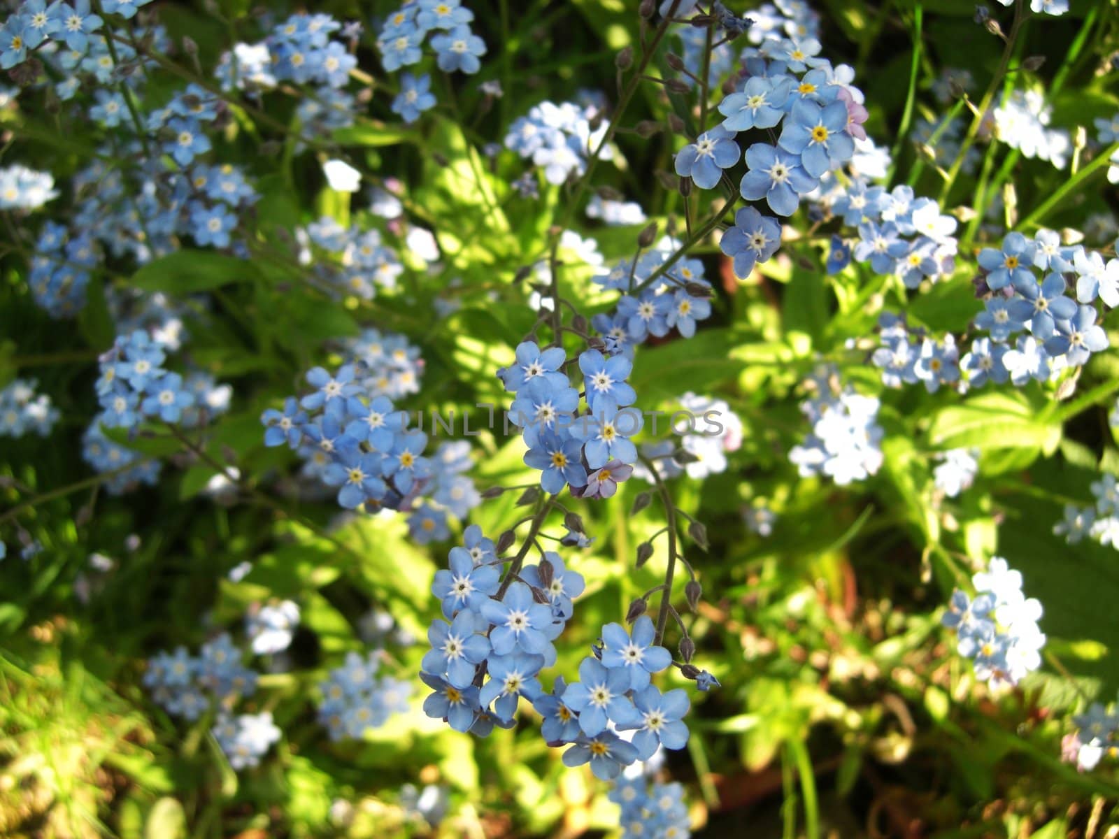 sunlit forget-me-nots by Gabriele