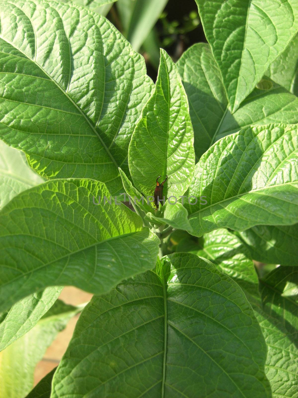 foliage of angels trumpet plant with a tiny insect on it, symbol of ecology. Vertical