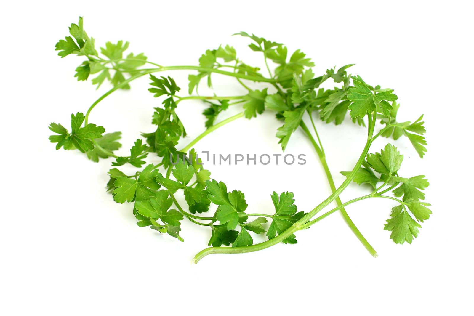 Parsley it is isolated on white