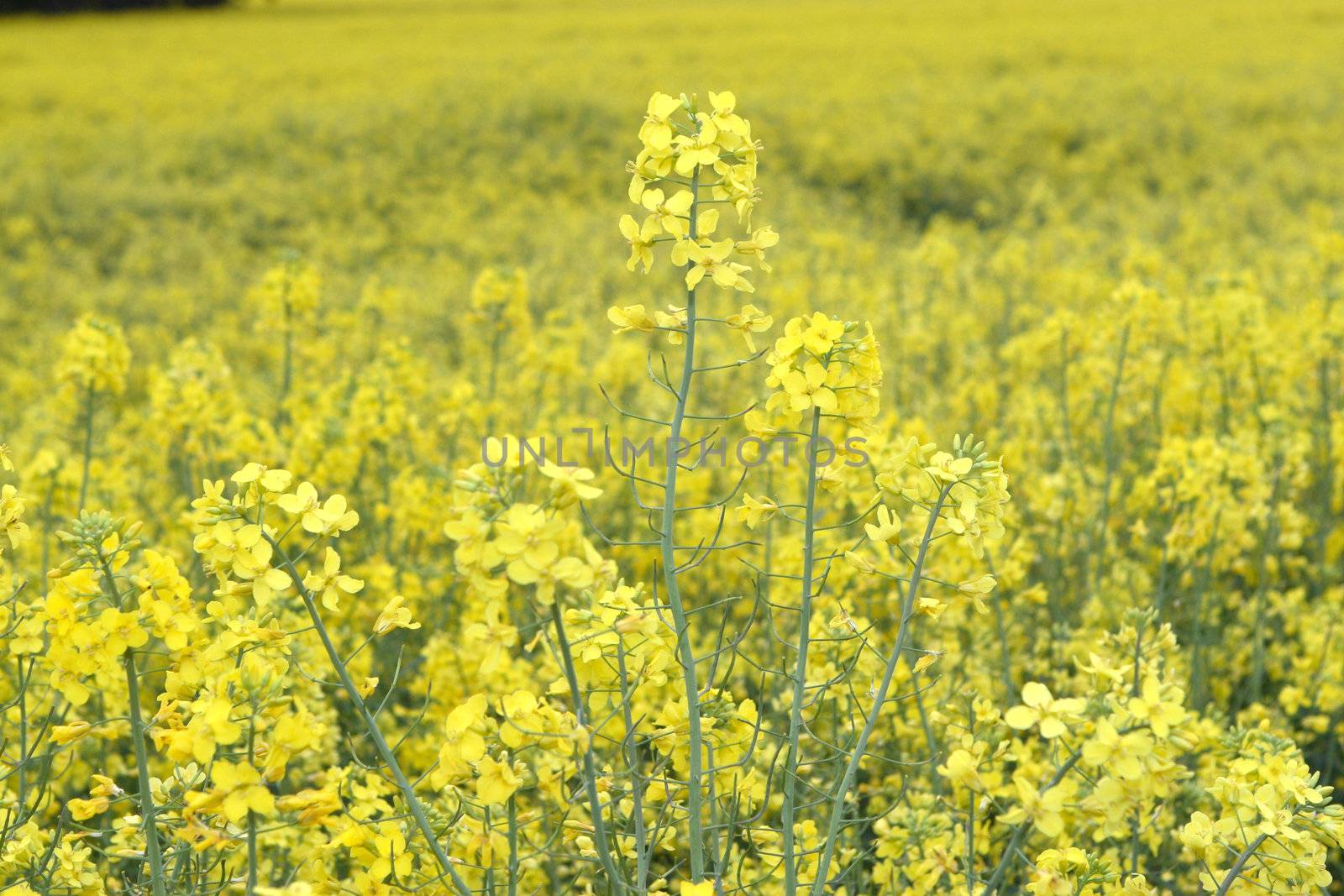 A rape field. The cultivable area with rape is mostly used for biofuel.