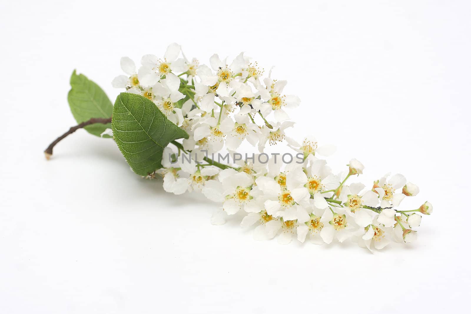 Branch of padus (Prunus padus)  isolated on white