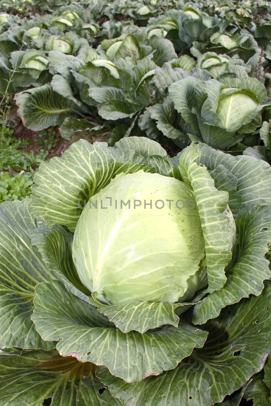 Ripe cabbage on a farmer floor