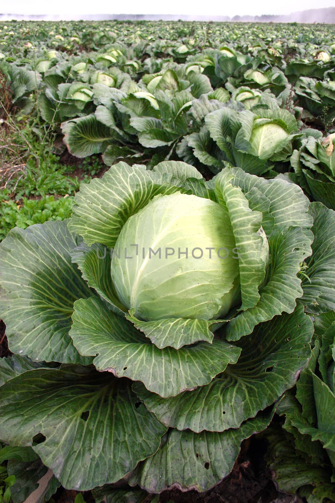 Cabbage on a farmer floor