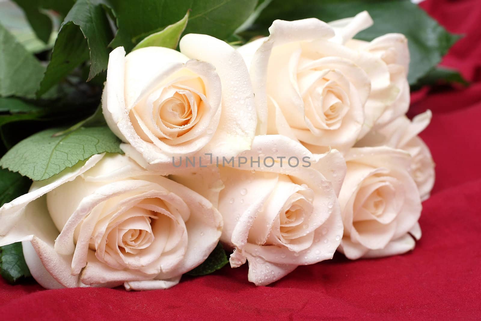 Bouquet of cream roses with drops of water