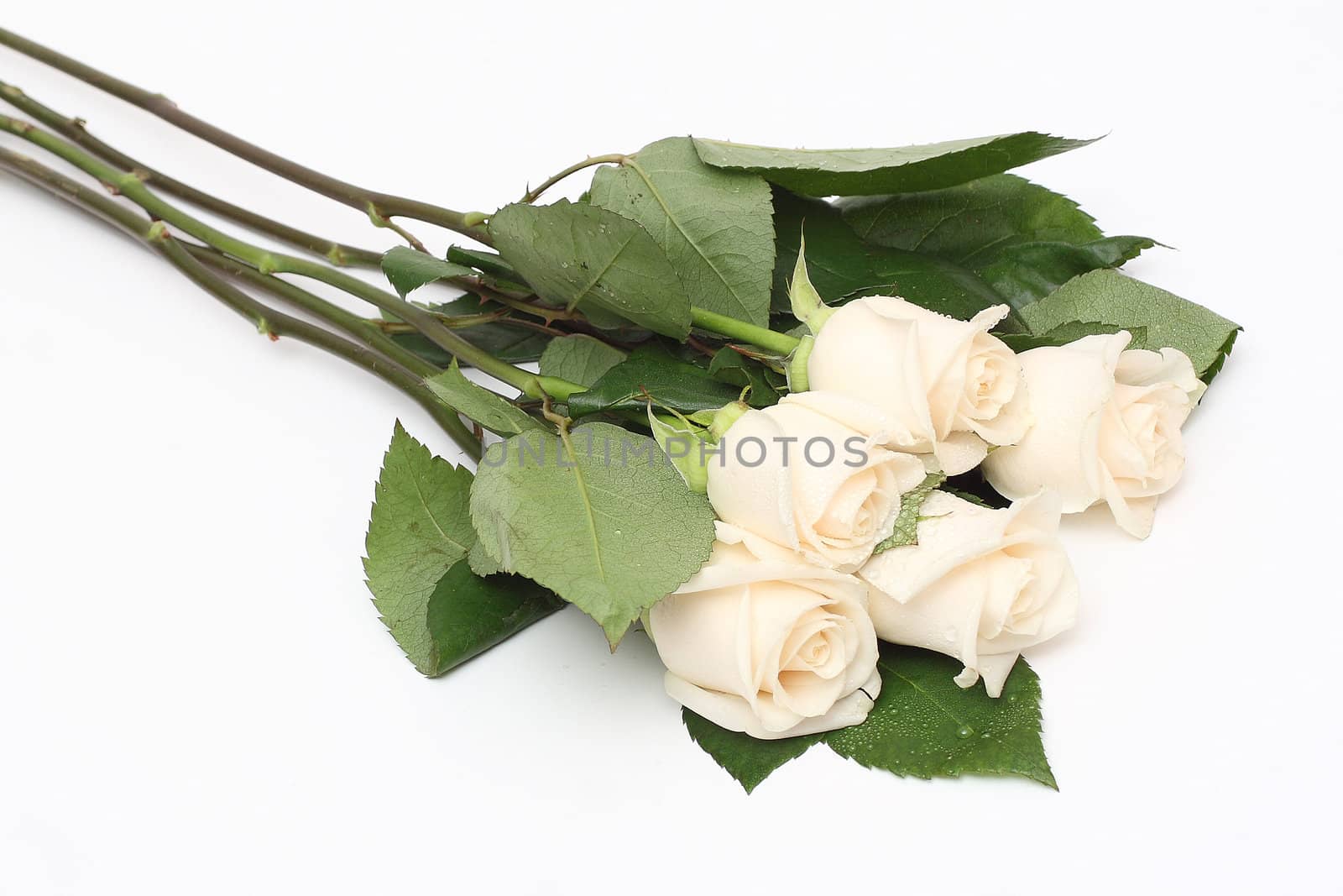 Bouquet of cream roses isolated on white