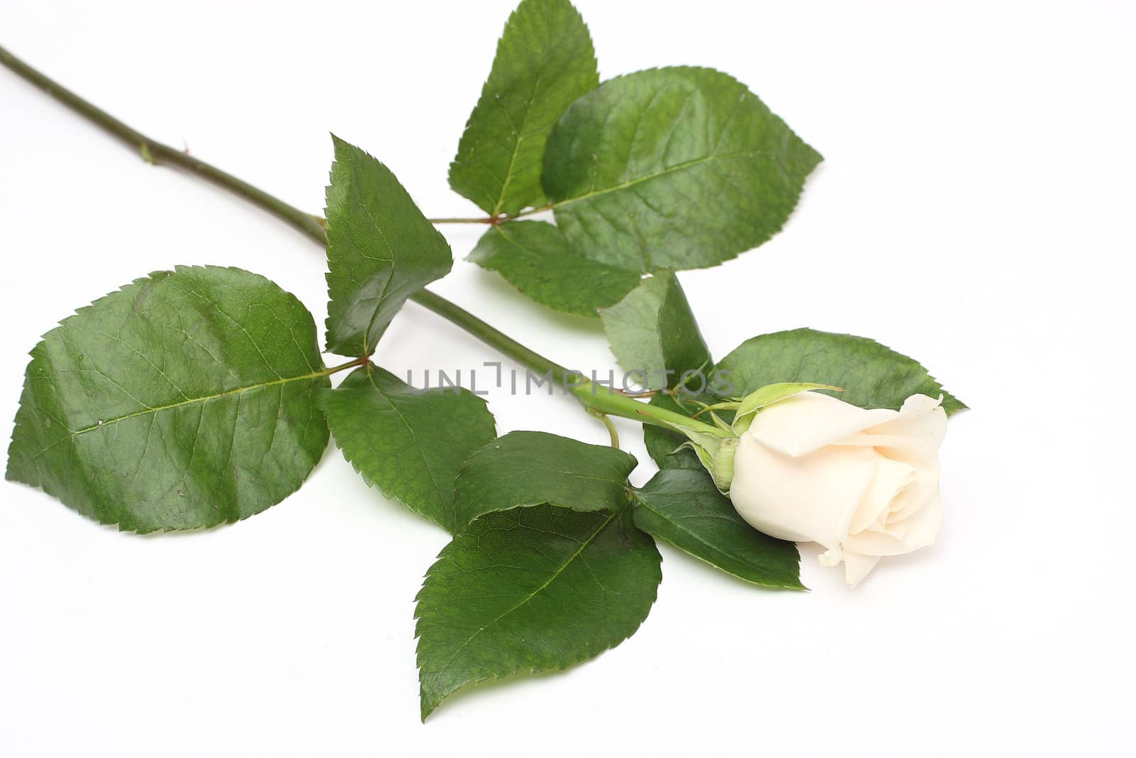 Creamy white rose on white background