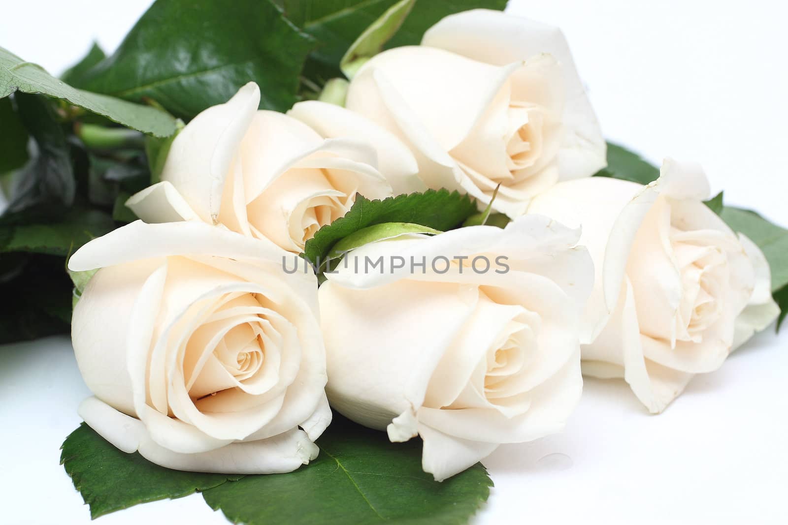 Bouquet of cream roses isolated on white