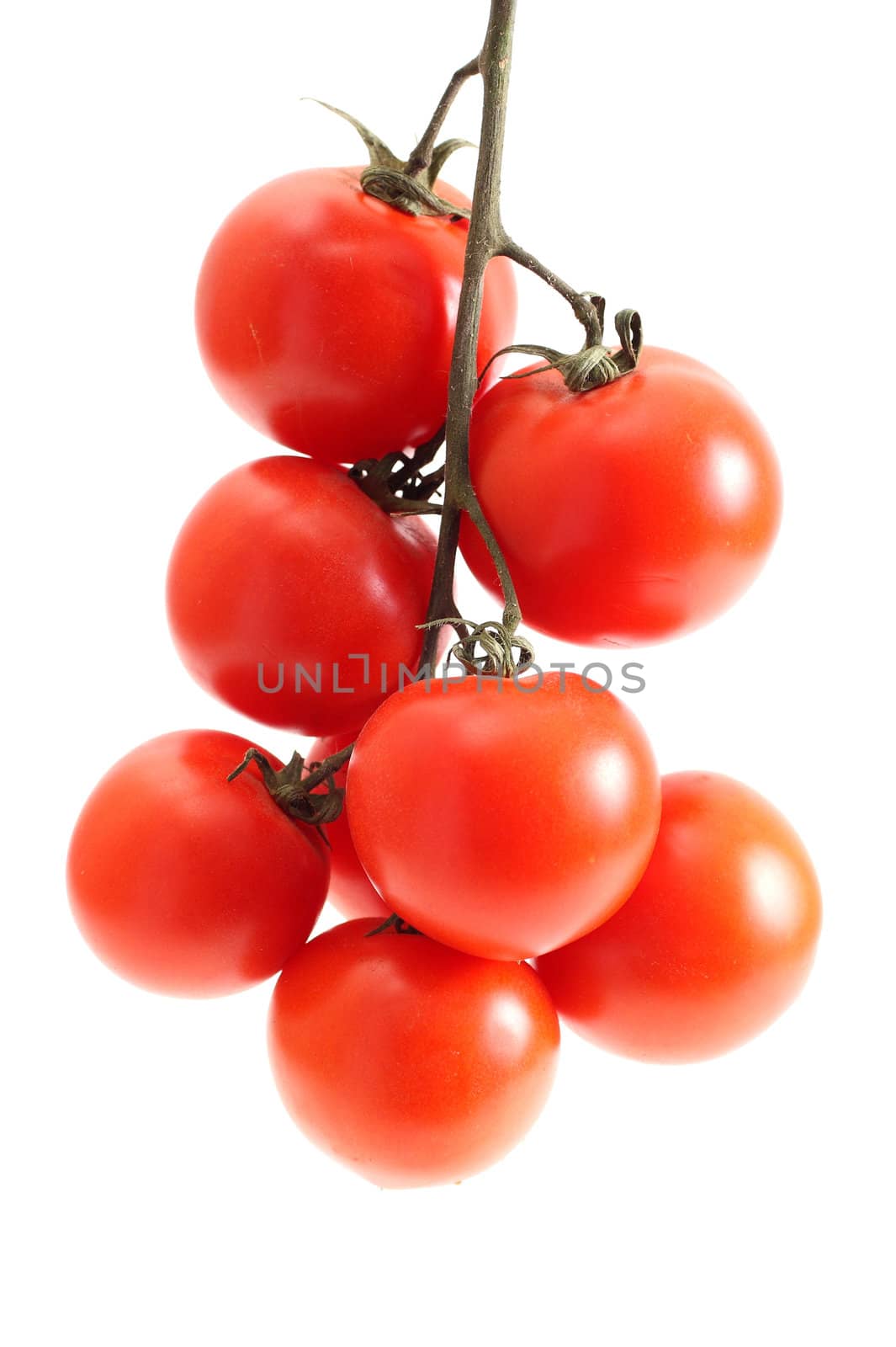 Group of tomato on a stalk