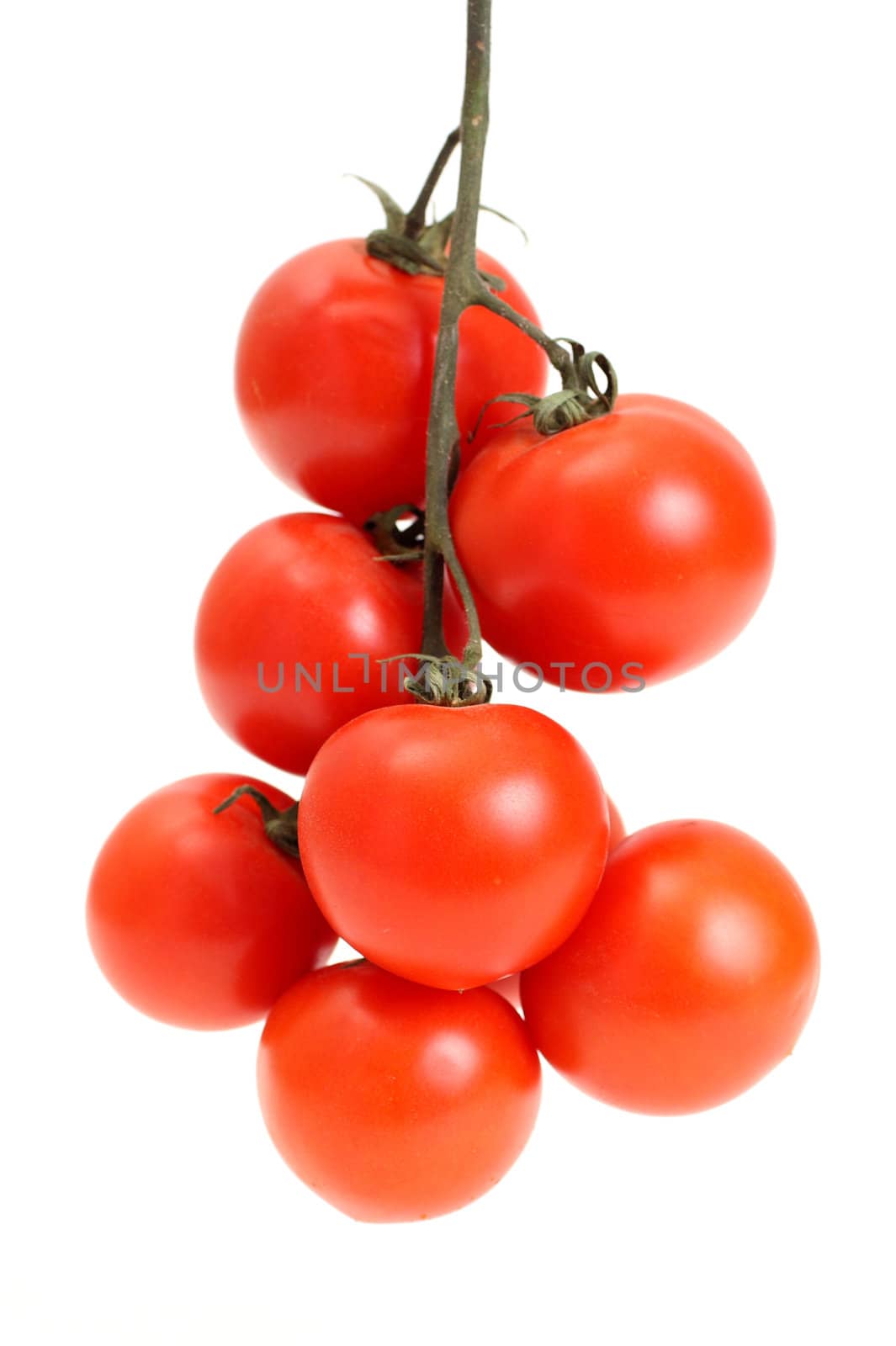 Group of tomato on a stalk