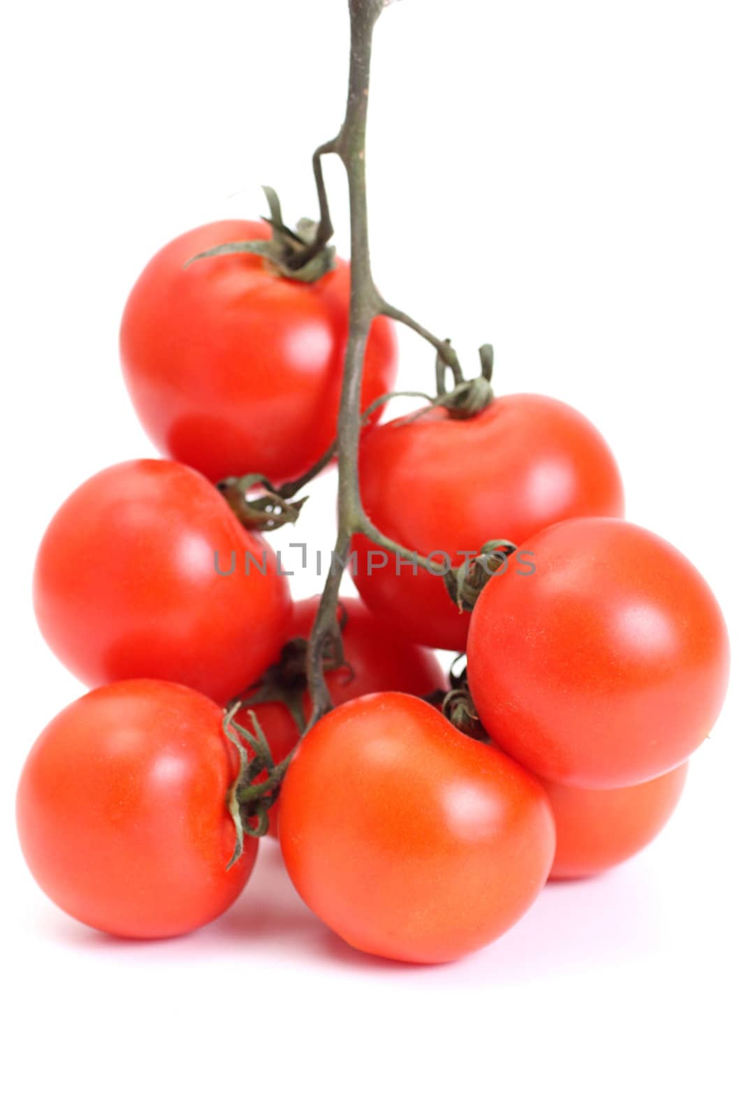 Group of tomato on a stalk