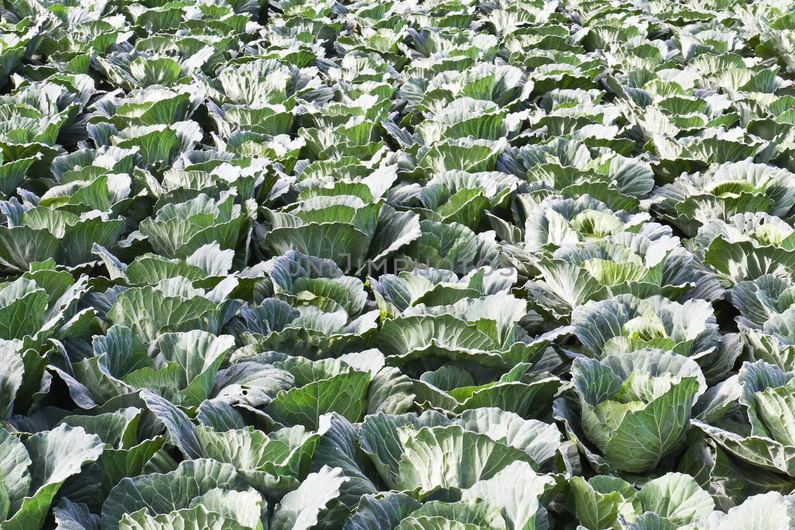 Cabbage fields in Thailand by stoonn