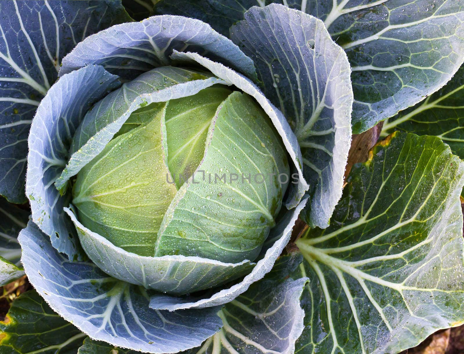 Fresh cabbage  by stoonn