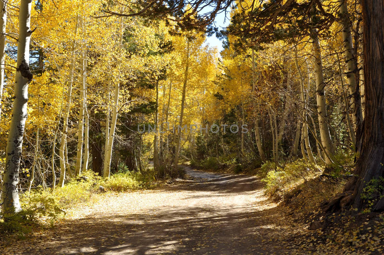 Autumn Trees and Dirt Road