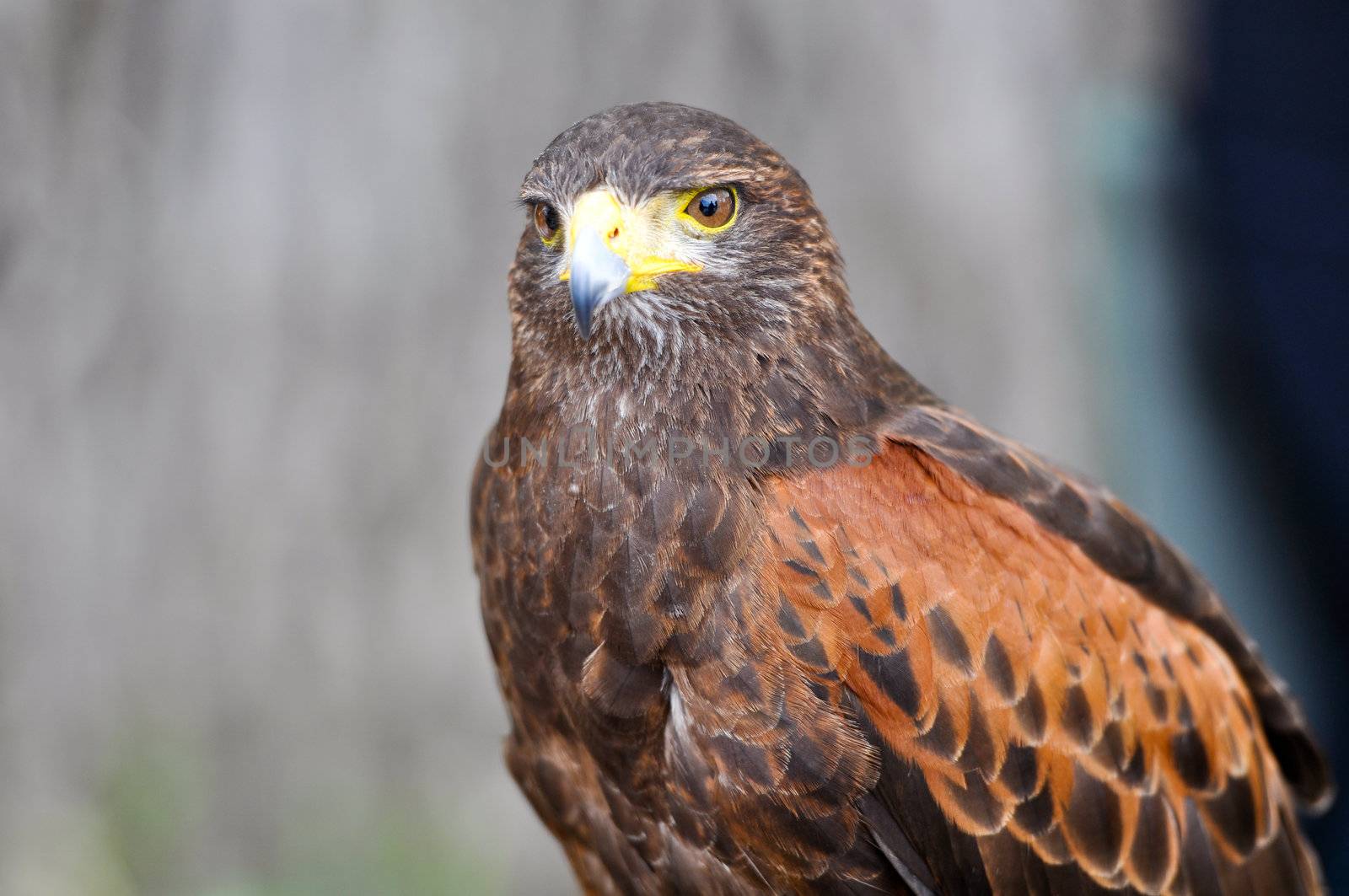 Harris Hawk