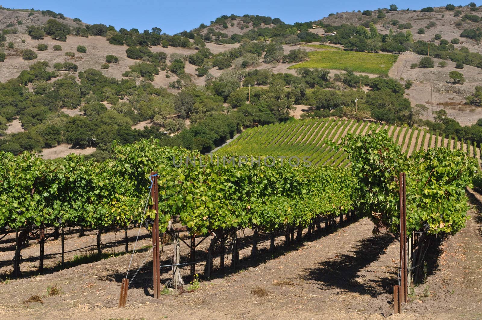 Napa Valley California Winery